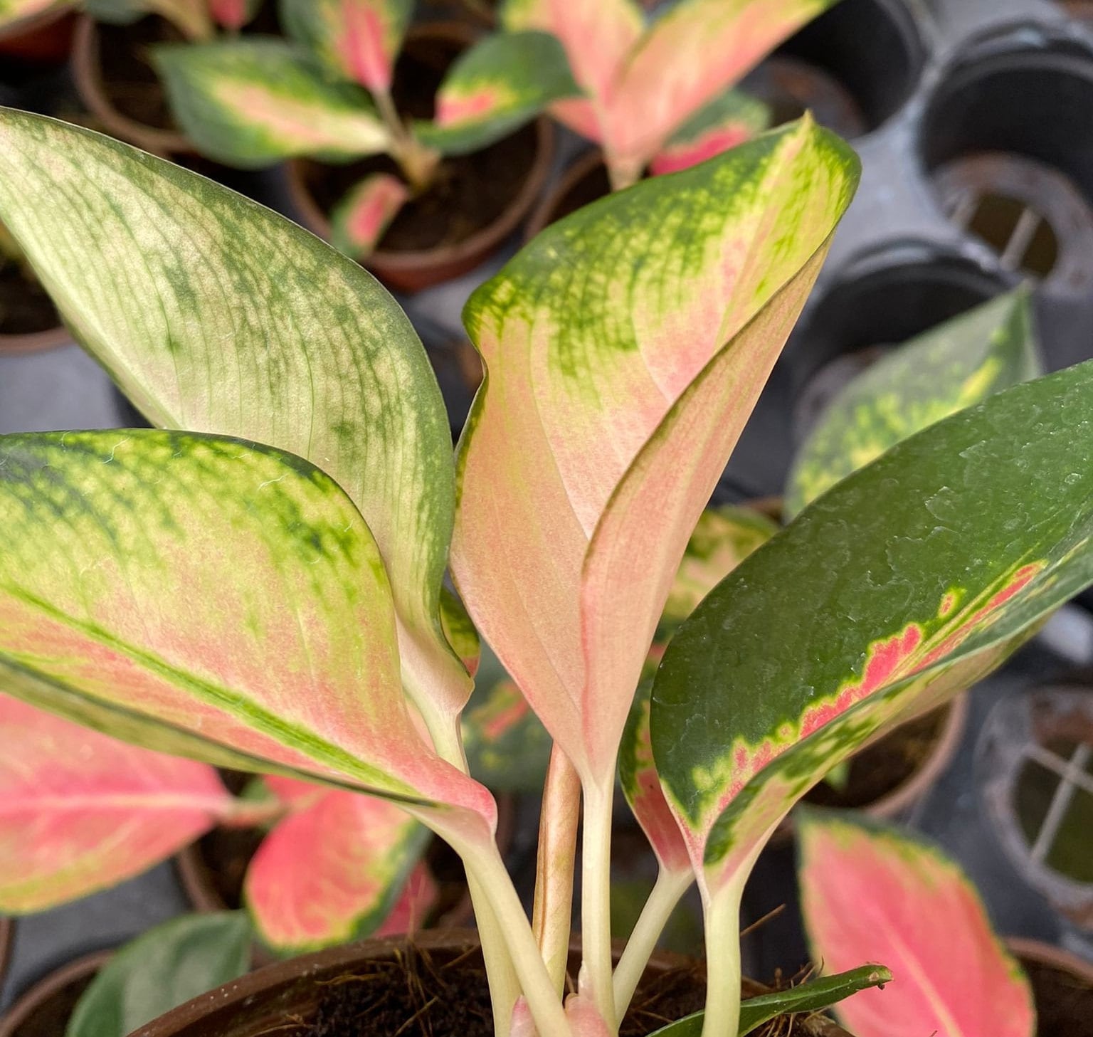 aglaonema pearl Aglaonema "Pink Pearl"