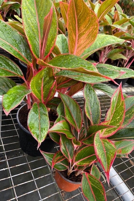 aglaonema sombat Aglaonema Siam Red – Coollective Plants