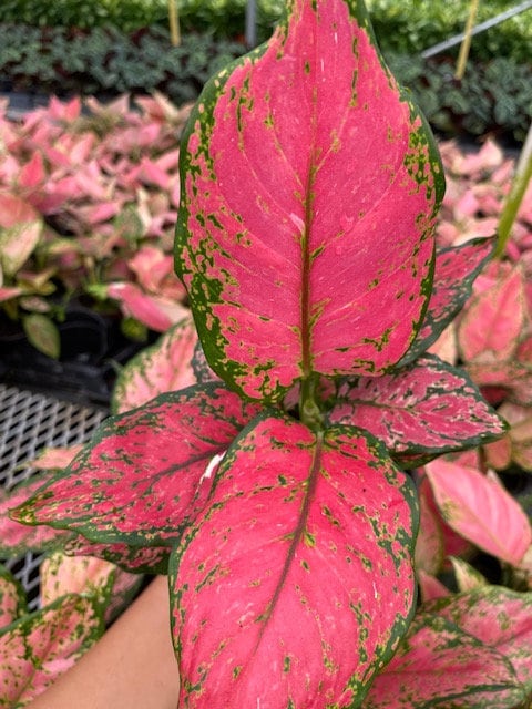 4/6" Aglaonema Red Beauty