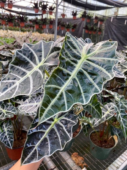 4"/6" Alocasia Polly (African Mask)