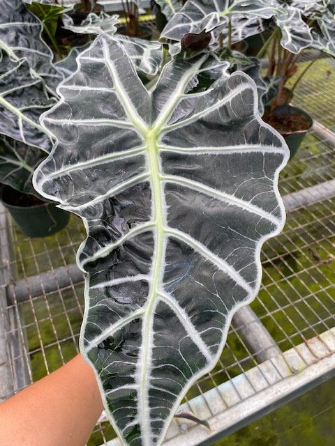 4"/6" Alocasia Polly (African Mask)