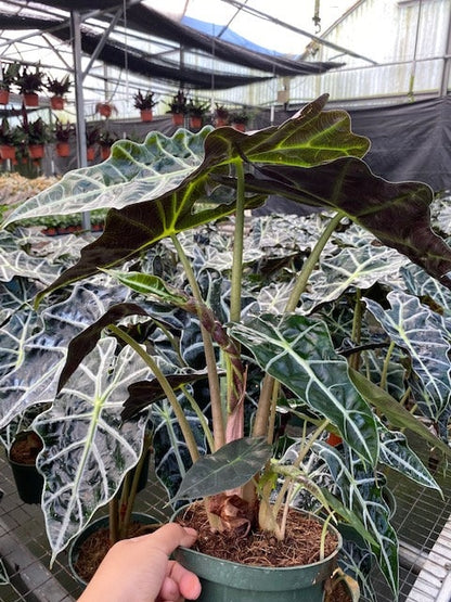 4"/6" Alocasia Polly (African Mask)