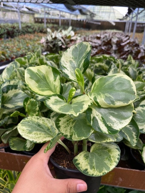 4"/6" Peperomia Golden Gate