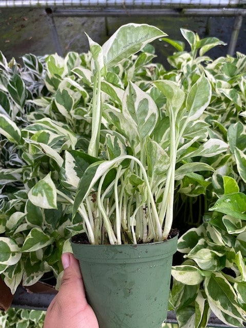 4" Pothos N joy "Pearl and Jade"