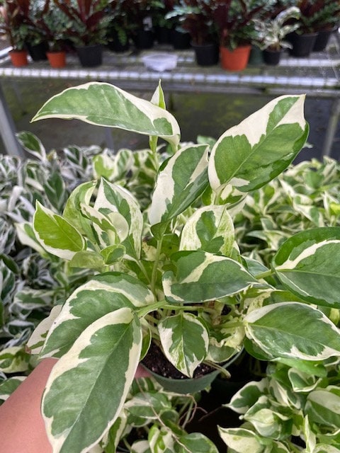 4" Pothos N joy "Pearl and Jade"