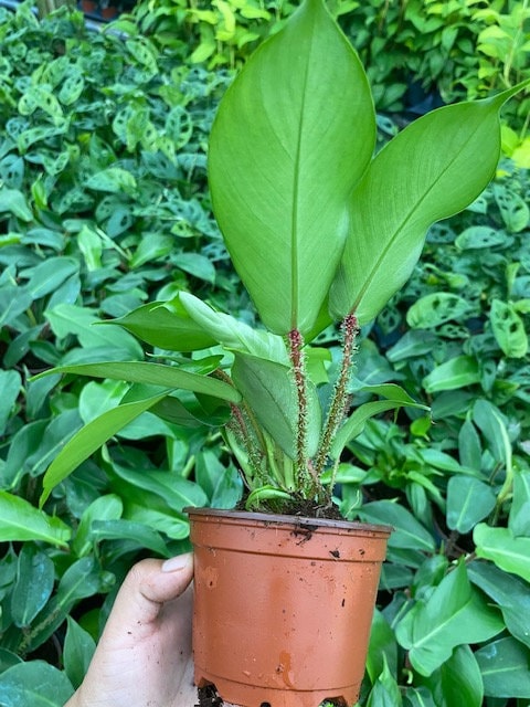 Baby Plant/4"/6" Philodendron Squamiferum