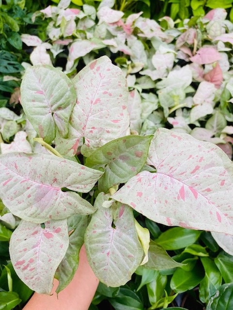 Baby Plant/4" Syngonium Milk Confetti