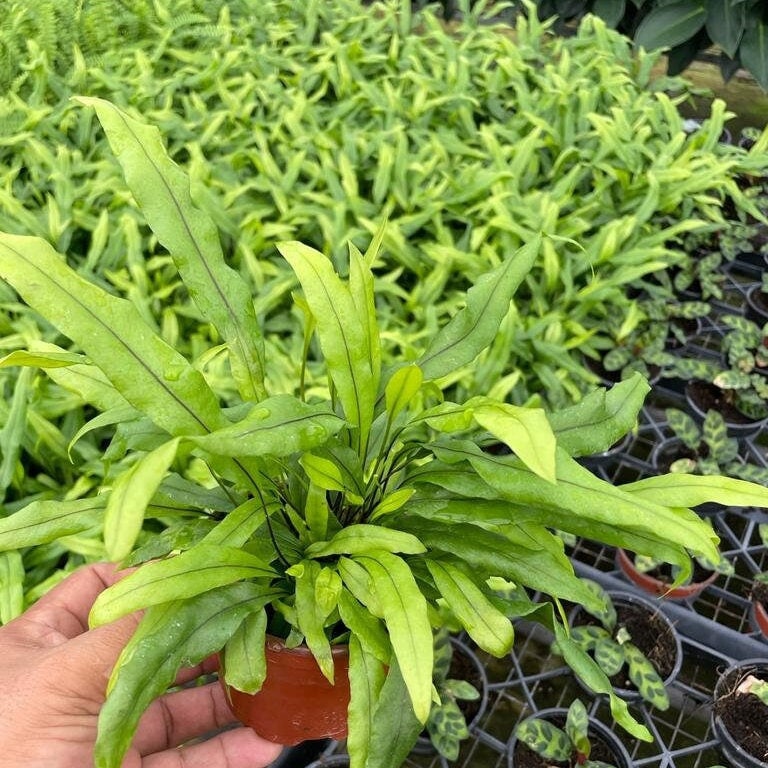 6" Live Plant Kangaroo Fer