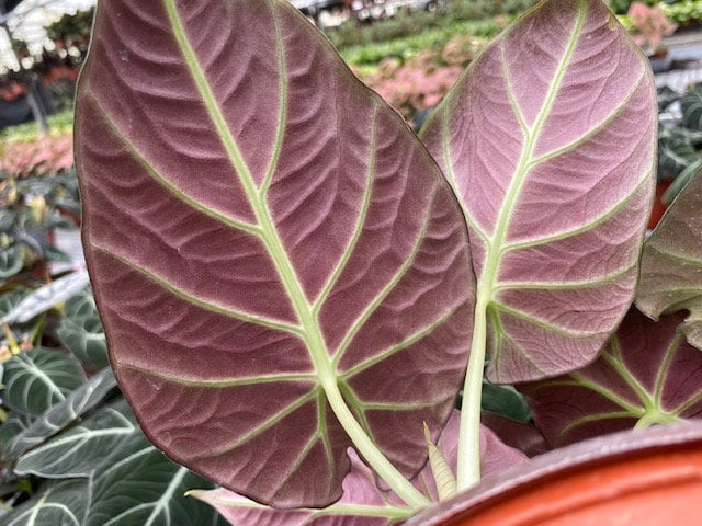 4"/6" Alocasia Black Velvet
