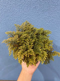 4" Live Plant Ruby red Spikemoss Fern