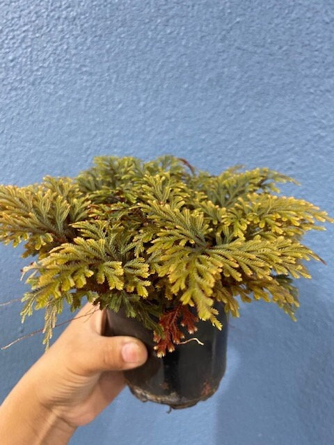 4" Live Plant Ruby red Spikemoss Fern