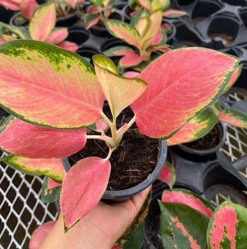 4" Aglaonema "Pink Pearl"