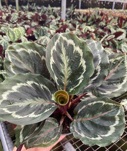 Baby Plant 4"/6" Calathea Medallion
