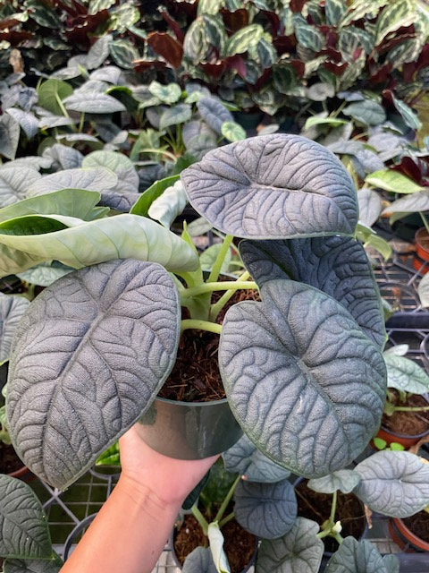 Baby Plant/4"/6" Alocasia Rugosa Melo *RARE COLLECTIBLES*