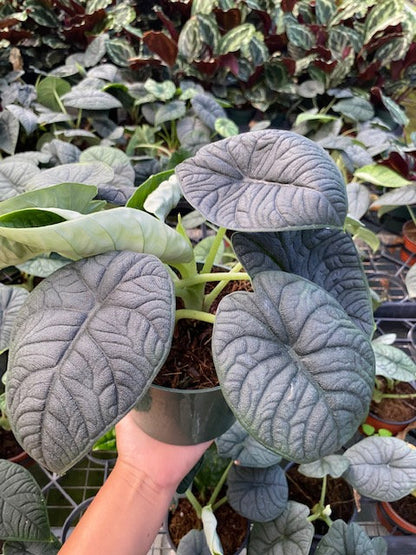Baby Plant/4"/6" Alocasia Rugosa Melo *RARE COLLECTIBLES*