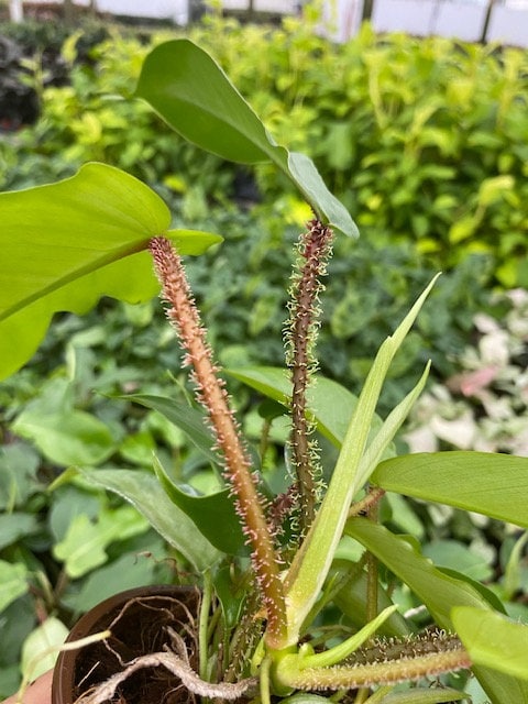 Baby Plant/4"/6" Philodendron Squamiferum