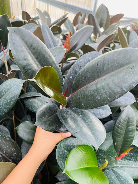 4"/6" Ficus Burgundy