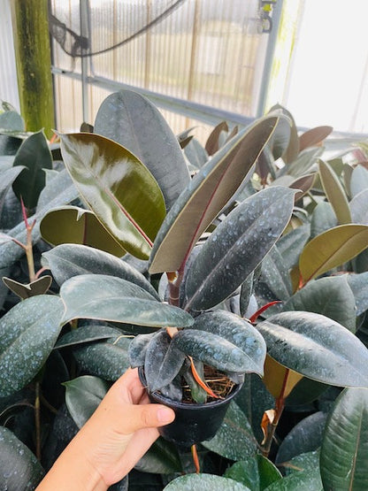 4"/6" Ficus Burgundy