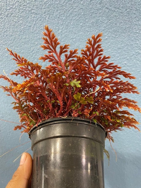 4" Live Plant Ruby red Spikemoss Fern