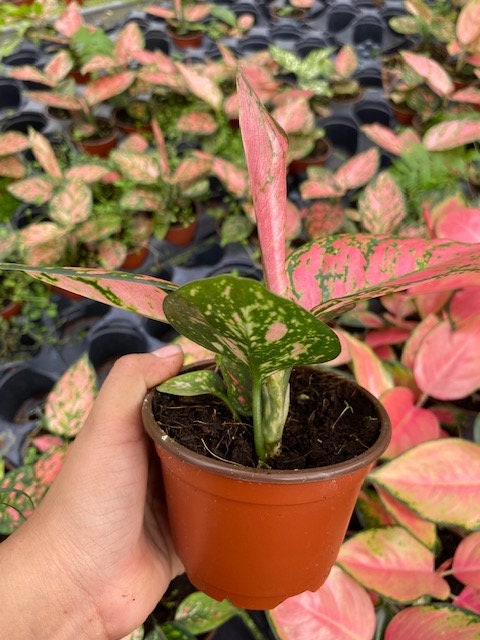 aglaonema hot lady Aglaonema Lady Valentine
