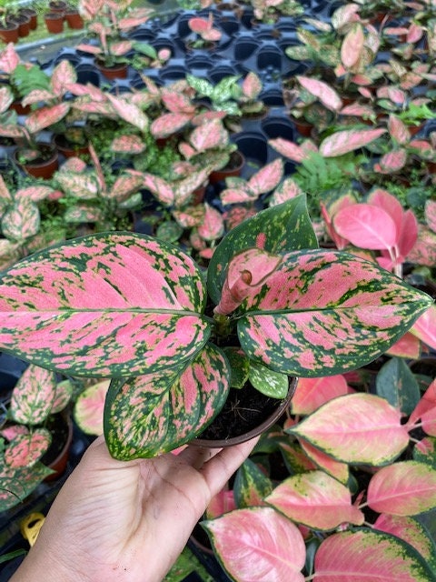 aglaonema red valentine vs lady valentine Aglaonema Lady Valentine – Coollective Plants