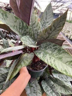 6" Homalomena "Purple sword"