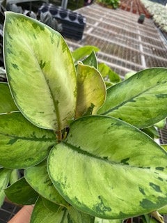 6" Homalomena Selby