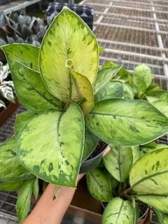 6" Homalomena Selby
