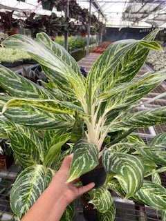 5" Aglaonema Golden Madonna