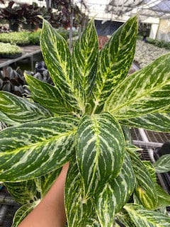 5" Aglaonema Golden Madonna