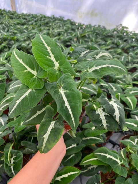 Baby Plant/4" Syngonium Wendlanii "Black Velvet"
