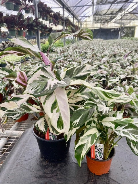 4"/6" Calathea Stella