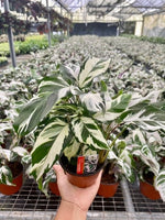 4"/6" Calathea Stella
