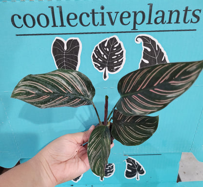 Baby Plant/4"/6" Calathea Ornata (PINK STRIPPED)