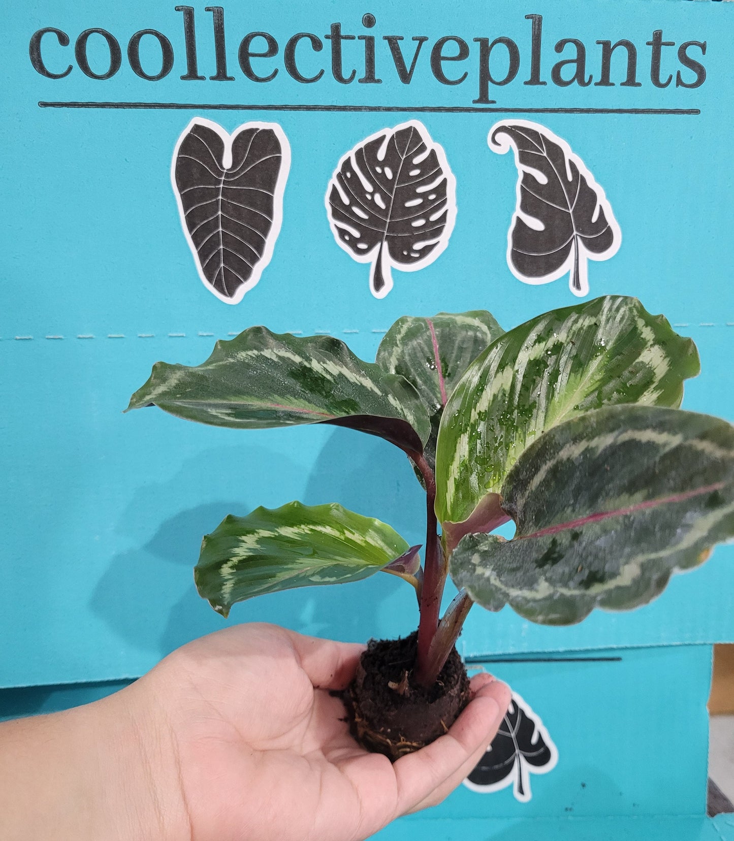 Baby Plant 4"/6" Calathea Medallion