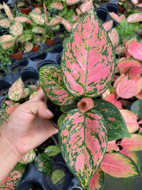 bunga aglaonema pink lady Aglaonema Lady Valentine