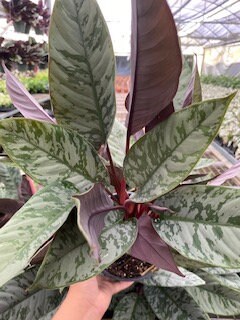 6" Homalomena "Purple sword"