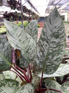6" Homalomena "Purple sword"