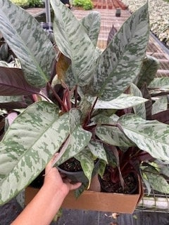 6" Homalomena "Purple sword"