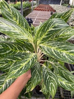 5" Aglaonema Golden Madonna