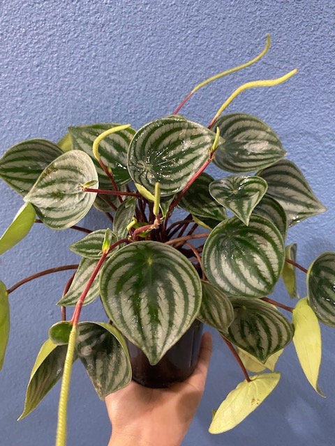 4" Peperomia Watermelon