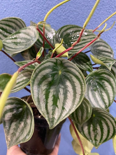 4" Peperomia Watermelon