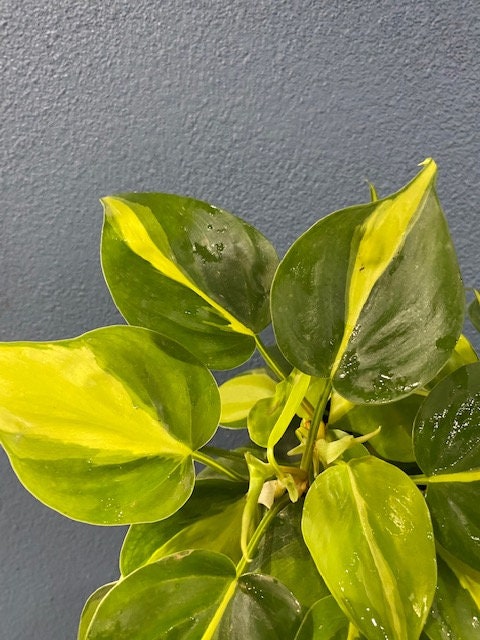 4"/6" Philodendron Brasil