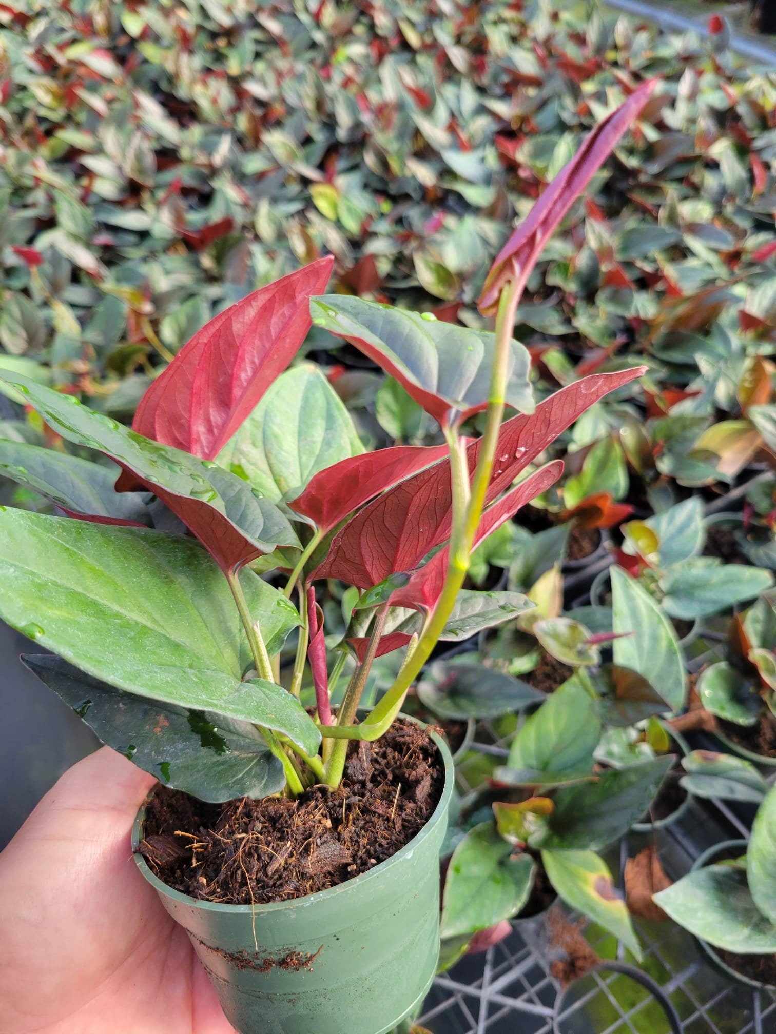 4" Syngonium Erythrophyllum "Red Arrow"