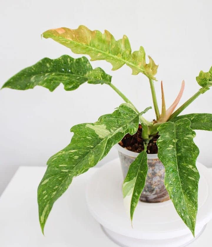 Baby/4"  Philodendron Narrow Ring Of Fire
