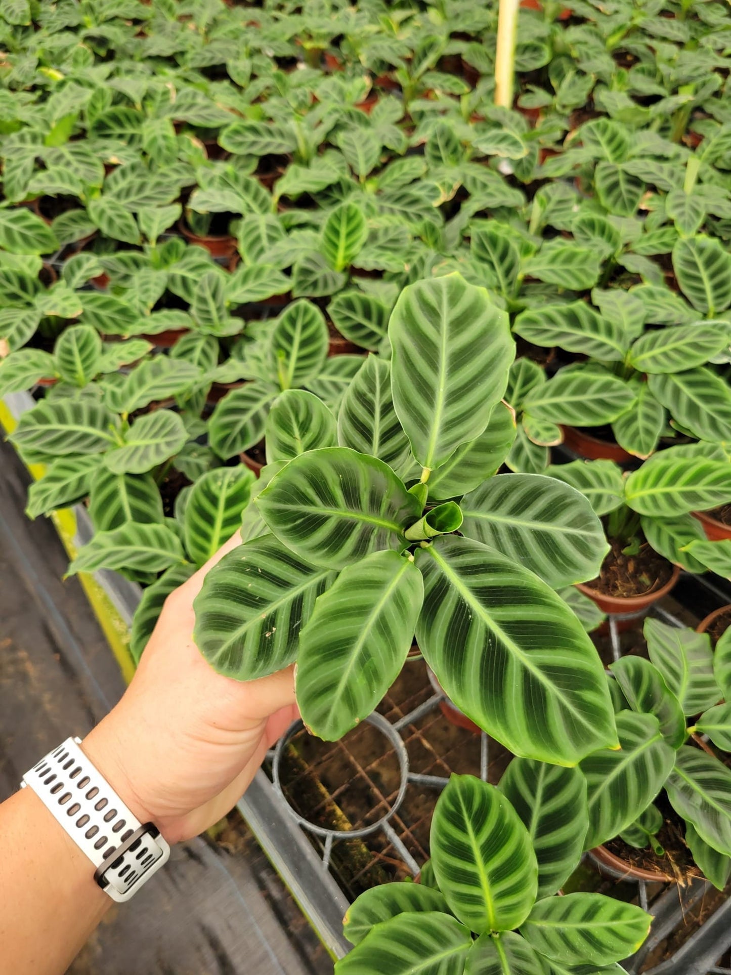 Baby Plant/4"/6" Calathea Zebrina