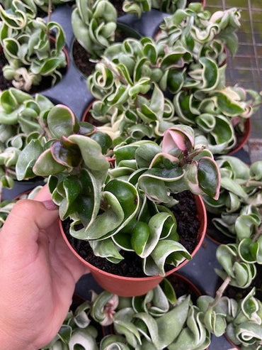 4" Hoya Compacta Variegated