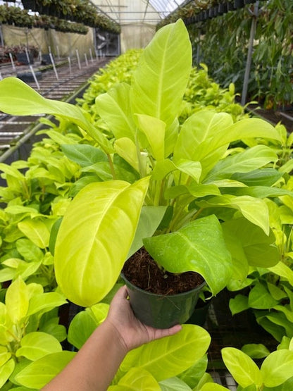4"/6" Philodendron Lemon Lime