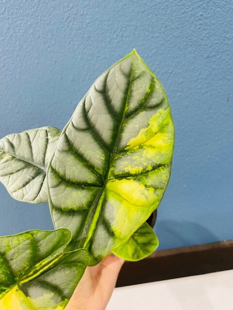4"Live plant Alocasia <<< Yellow Variegated  Silver Dragon 1 : Millions >>>> *RARE COLLECTIBLES*