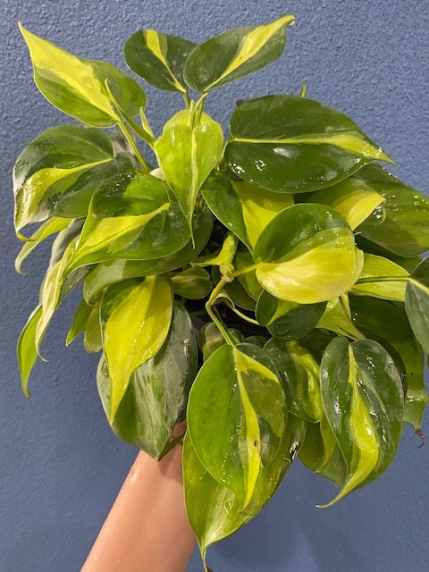 4"/6" Philodendron Brasil
